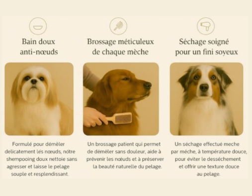 Toilettage anti-nœuds pour chien – brossage et bain doux chez L’Éclat Canin