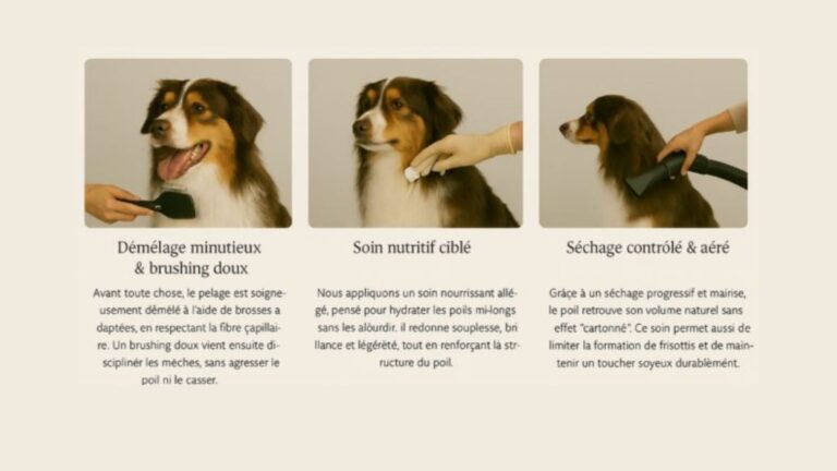Soins toilettage poils longs – brushing et nutrition du poil chez L’Éclat Canin