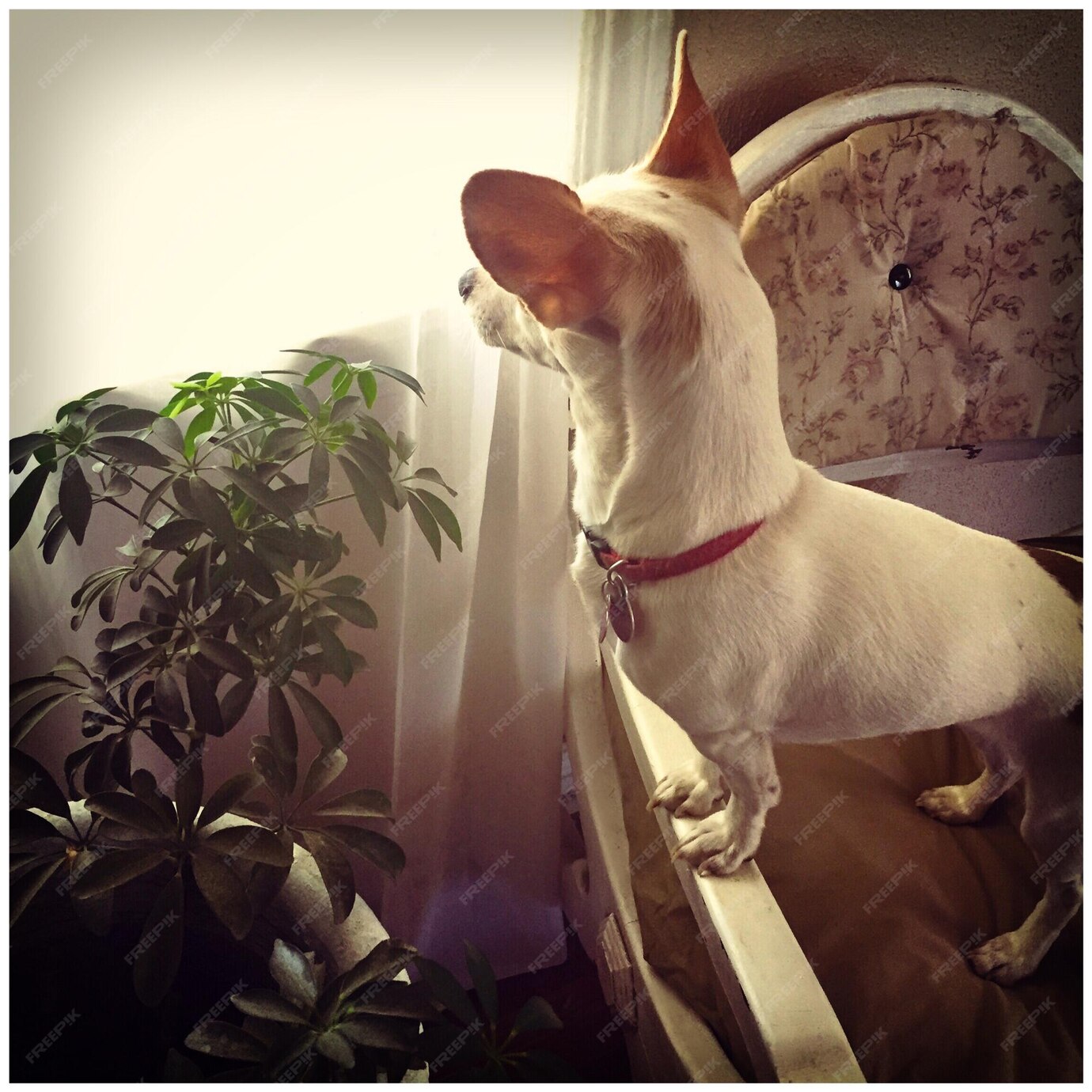 L'ECLAT CANIN Eclat Canin - Toilettage pour toutes races