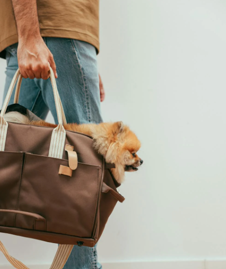 L'ECLAT CANIN Chien accompagné de son maître à l'entrée du salon L'Éclat Canin